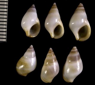 イースター島のゴマフニナの仲間 Planaxis akuana small