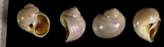 ヨーロッパレースタマガイ Polinices catena small