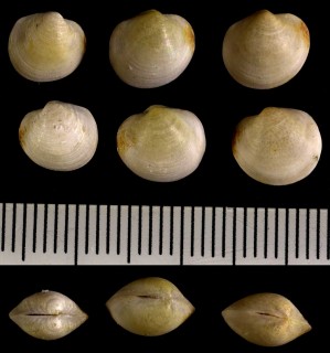 ヤワラカブラツキガイ Anodontia fragilis small
