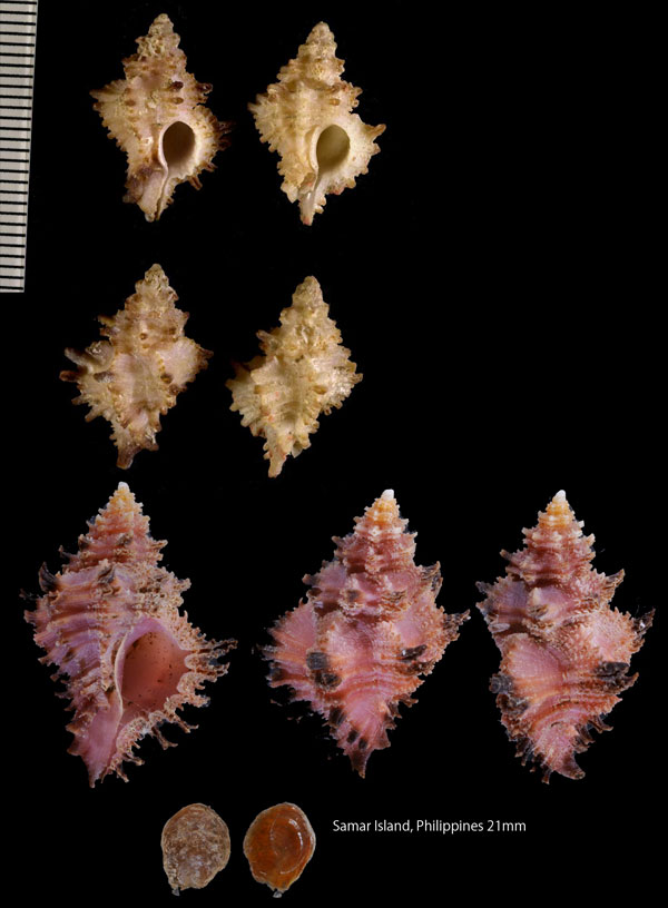アラレツブリ Favartia balteata small