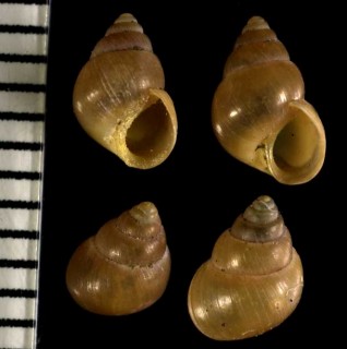 ダイトウヘソカドガイ Paludinella daitoensis small