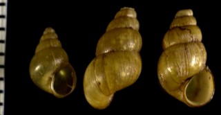 オカマメタニシ 陸豆田螺 Blanfordia japonica bensoni small