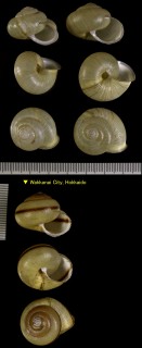 ホンブレイキマイマイ Karaftohelix blakeana small