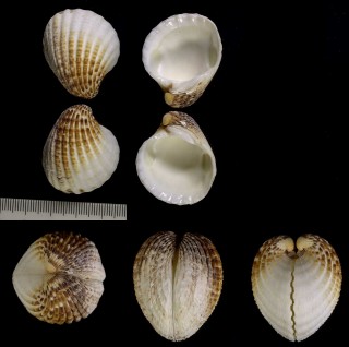 マルトマヤガイ Venericardia antiquata small