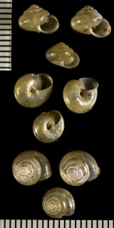 エンスイマイマイ Trishoplita conospira small