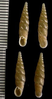 ナラビヒダギセル Ventriphaedusa caryostoma small