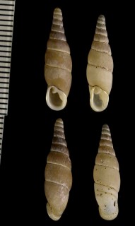 カワムラギセル Mundiphaedusa kawamurai small