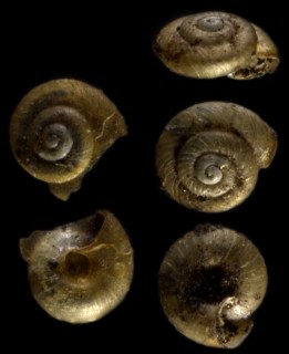 ハチジョウナタネガイ Punctum infans small
