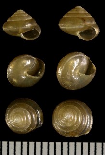 オオキビガイ Trochochlamys labilis small