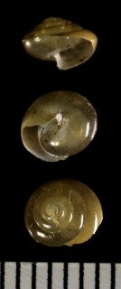クリイロベッコウ Japanochlamys cerasina small