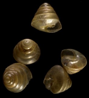 カサキビガイ 笠黍 Trochochlamys crenulata crenulata small