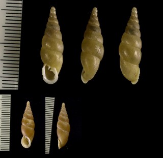 ハラブトギセル Stereophaedusa stereoma small