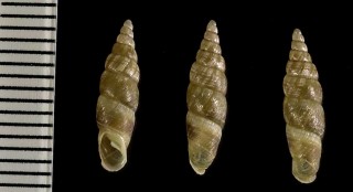 マルクチコギセル Pictophaedusa holotrema small