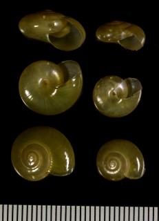 ヤクジマベッコウ Bekkochlamys perfragilis sakui small