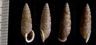 ホソキセルガイモドキ Mirus lugulosus small