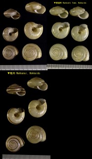 ヒメマイマイ Ainohelix editha small