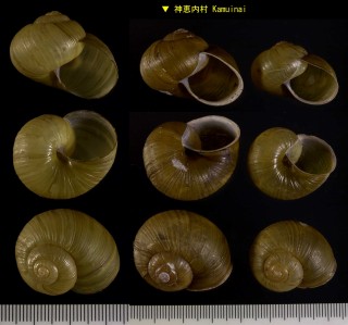 ブドウマイマイ Ezohelix flexibilis small