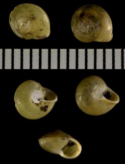 サドヤマキサゴ Hemipoma sadoense small