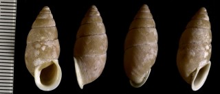 フトキセルガイモドキ Mirus japonicus small