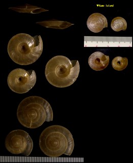 オオカサマイマイ Videnoida horiomphala small
