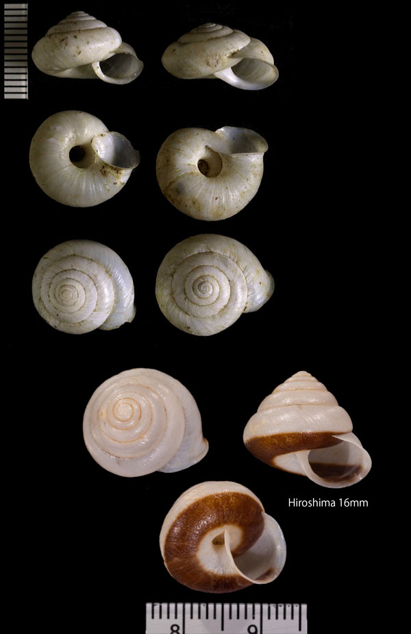 コウダカシロマイマイ Trishoplita cretacea small
