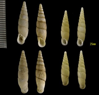 オキノエラブギセル Nesiophaedusa okinoerabuensis small