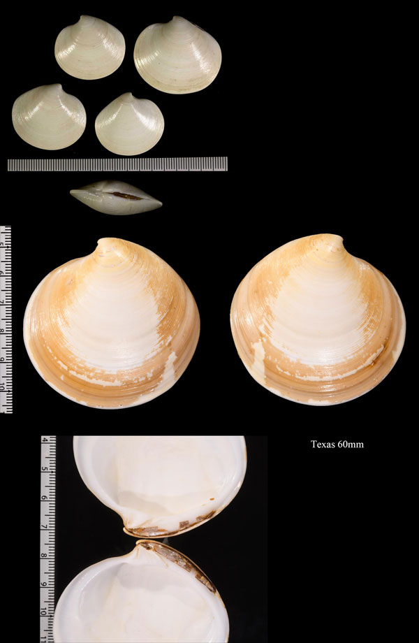 バハマカガミ Dosinia discus small