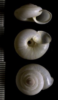 シロマイマイ Trishoplita pallens small