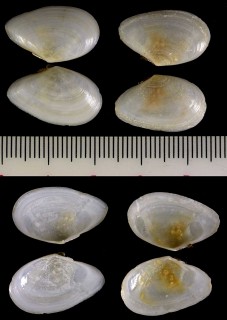 ホクオウサクラガイ (ホクオウザクラ) Tellina fabula small