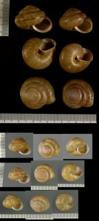 チャイロマイマイ Phaeohelix submandarina small