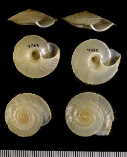 クンチャンケマイマイ Aegista elegantissima cara small
