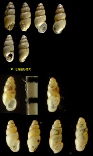 ケシガイ Carychium pessimum small