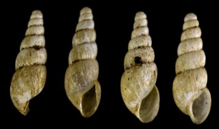 トクサオカチョウジガイ Paropeas achatinaceum small