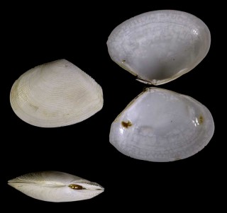 フィリピンのニッコウガイ類 未詳 Tellina sp. small