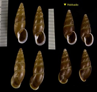 クリイロキセルガイモドキ Mirus andersonianus small