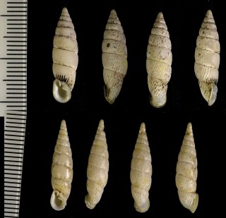 キンチャクギセル 巾着煙管 Luchuphaedusa callistochila small
