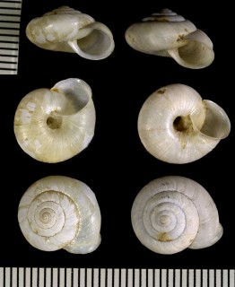 イシマキシロマイマイ Trishoplita calcicola small