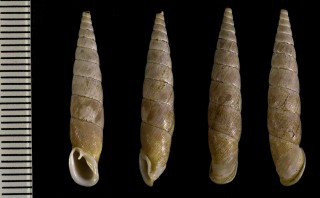 ツムガタモドキギセル 擬紡錘型煙管 Pinguiphaedusa platydera platyauchen small