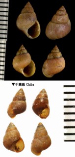 カワザンショウガイの一種 Angustassiminea sp. small