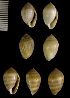スジハマシイノミ Melampus fasciatus small
