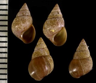 オオクリイロカワザンショウ Angustassiminea kyushuensis small