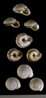 クロオビオトメマイマイ Trishoplita latizona small