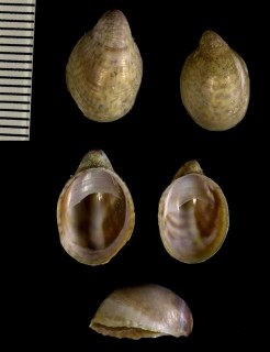 エゾフネガイの仲間 Crepidula convexa small