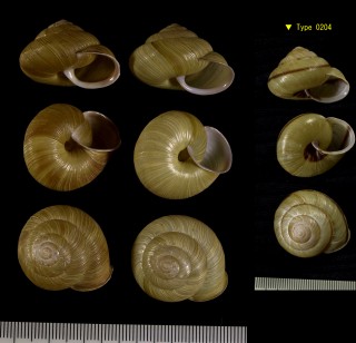 アワジマイマイ 淡路蝸牛 Euhadra maritima small