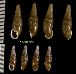 オオトノサマギセル Mundiphaedusa ducalis rex small