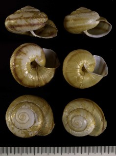 タカチホマイマイ Euhadra herklotsi nesiotica small