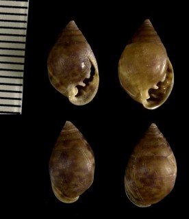 ヒメヒラシイノミガイ Pythia nana small