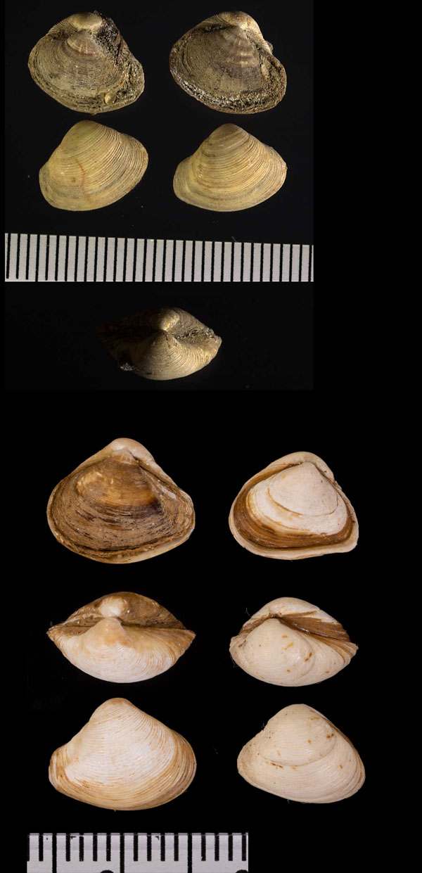 イギリスコダキガイ Corbula gibba small