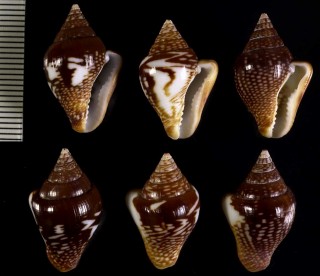 タナバタフトコロ Columbella major small