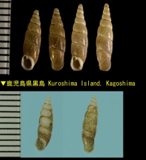 ピントノミギセル Hemizaptyx pinto small